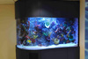 400 Gallon Tropical Marine Aquarium, New York, USA